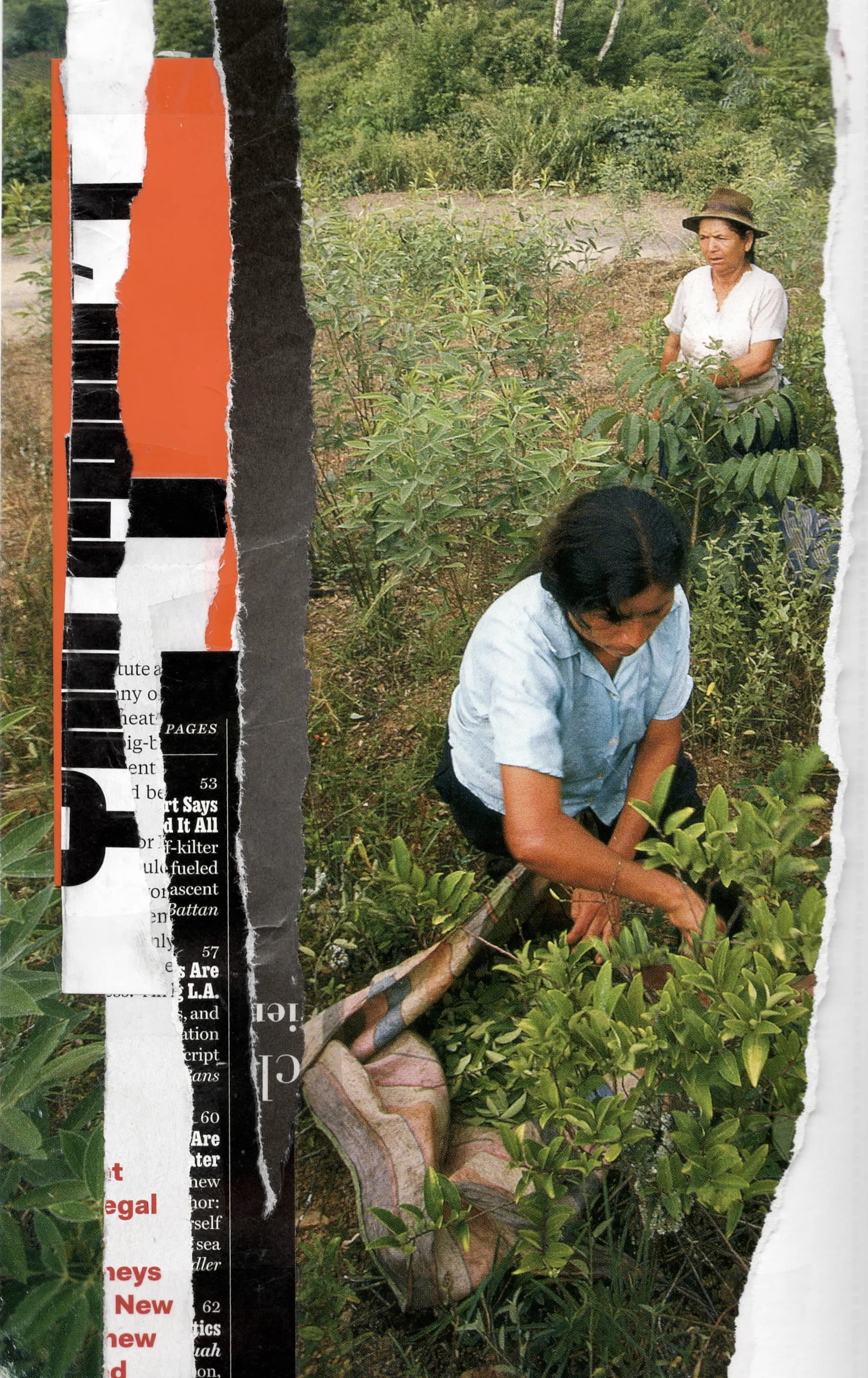 coca farm with orange and black stripes